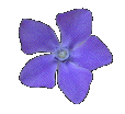 flower114x104.gif
